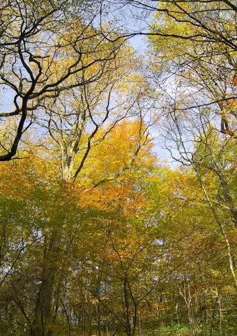 Balade détente gratuite au Bois du Prince - 02/06/2024.